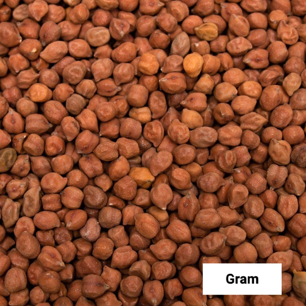 Seed
